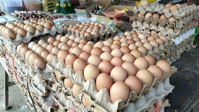 Supplier Telur SAM Telur